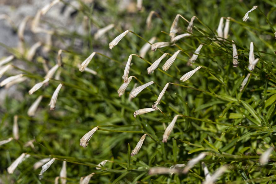 Su roccia: Silene saxifraga (Caryophyllaceae)