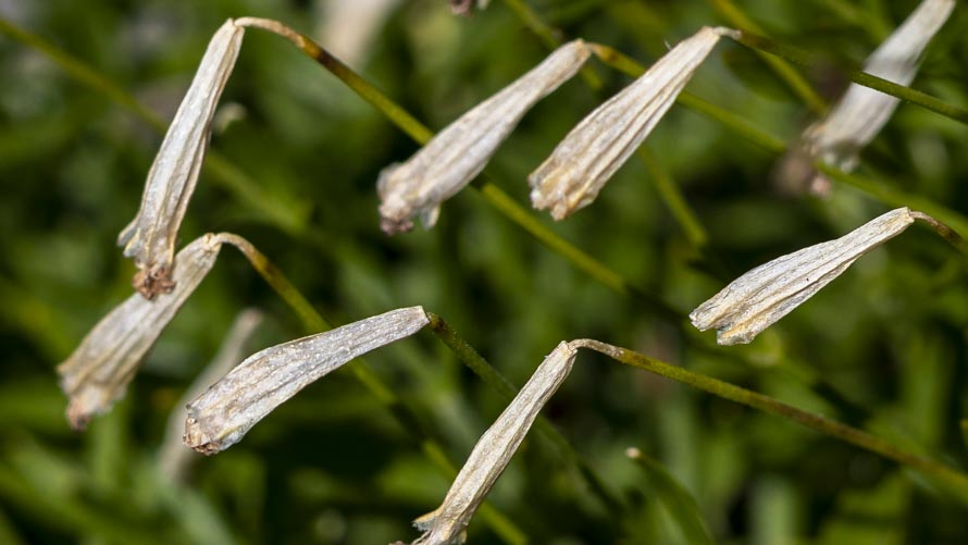 Su roccia: Silene saxifraga (Caryophyllaceae)