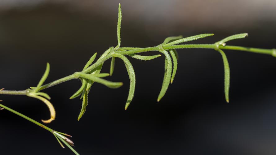 Su roccia: Silene saxifraga (Caryophyllaceae)