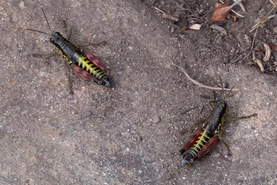 Cavallette striate giallo-nero:  Podisma dechambrei, maschi