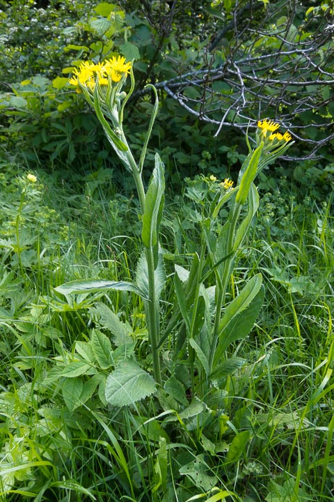 Tephroseris italica / Senecio italico