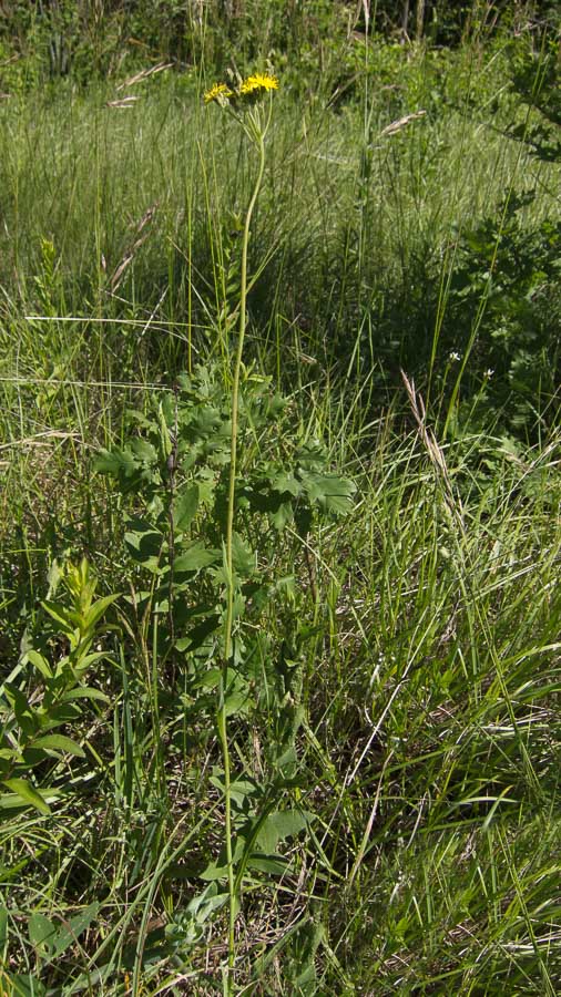 Pilosella piloselloides (=Hieracium piloselloides) / Sparviere fiorentino