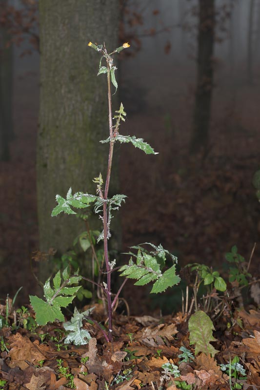 Sonchus cfr. oleraceus (Asteraceae)