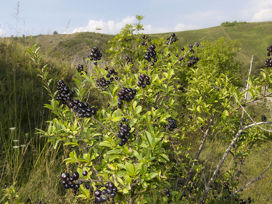 Cespuglio in area di calanchi: Ligustrum vulgare italicum (Oleaceae)