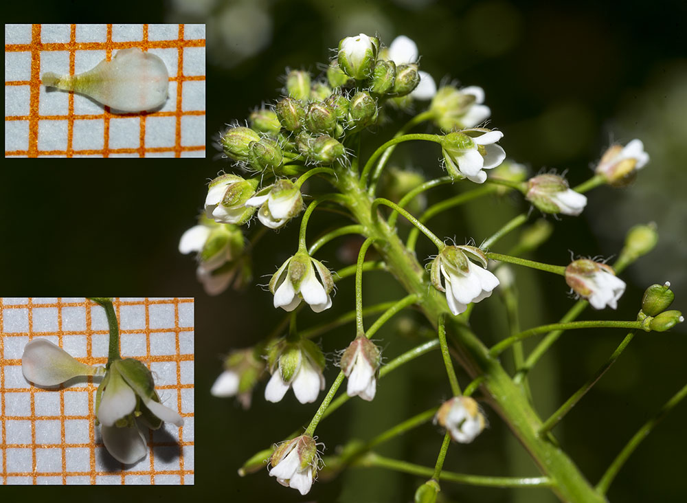 Capsella bursa-pastoris (Brassicaceae)