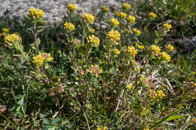 Alyssum simplex (=Alyssum campestre) / Alisso campestre