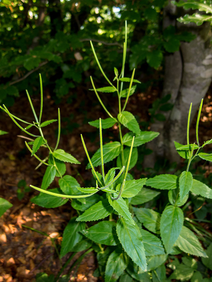 In faggeta - Epilobium cfr. montanum (Onagraceae)