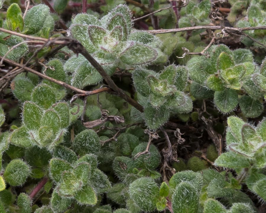 Pianta aromatica su roccia - Thymus cfr. praecox