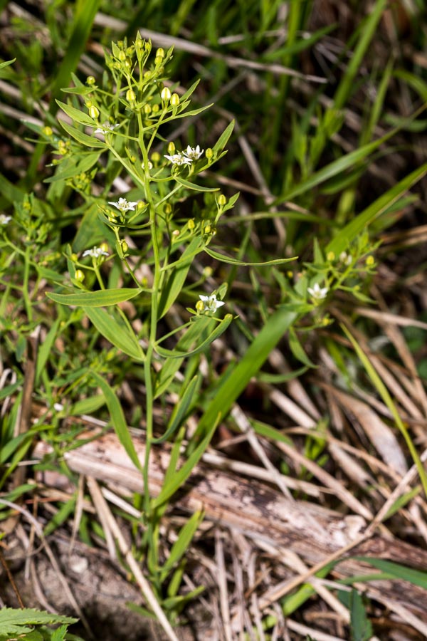 Thesium linophyllon