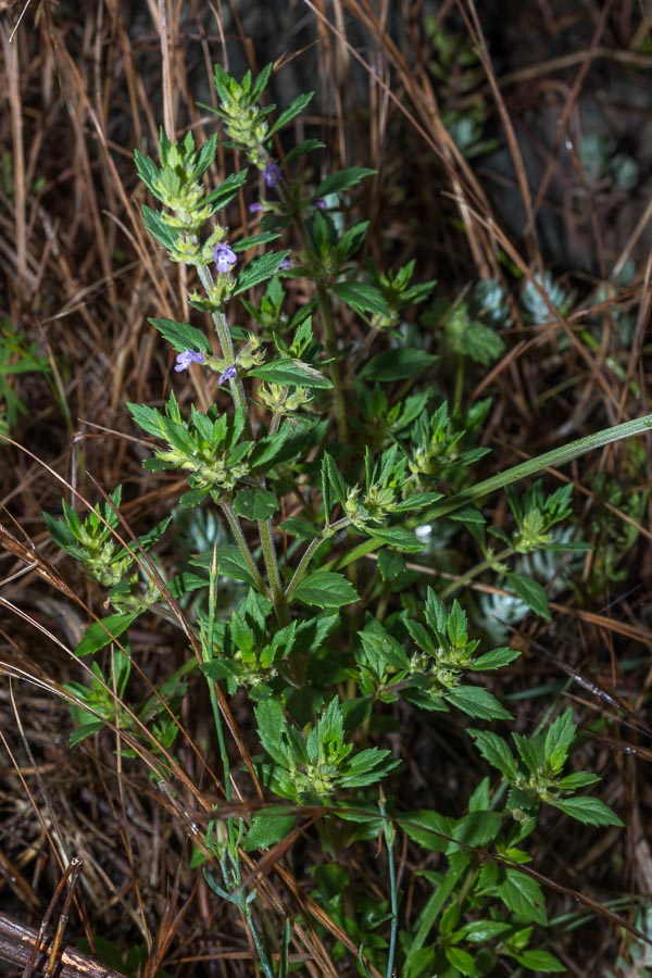 Ziziphora acinos (=Clinopodium =Acinos arvensis) / Acino annuale