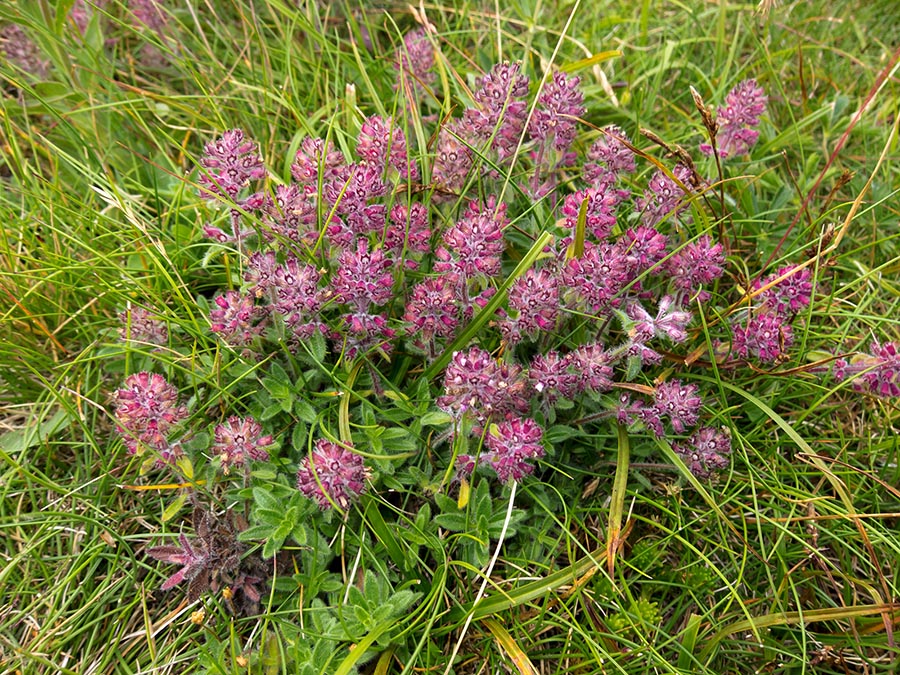 Pianta aromatica su roccia - Thymus cfr. praecox