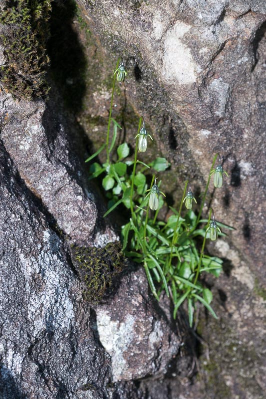 Su roccia umida - Campanula cochleariifolia