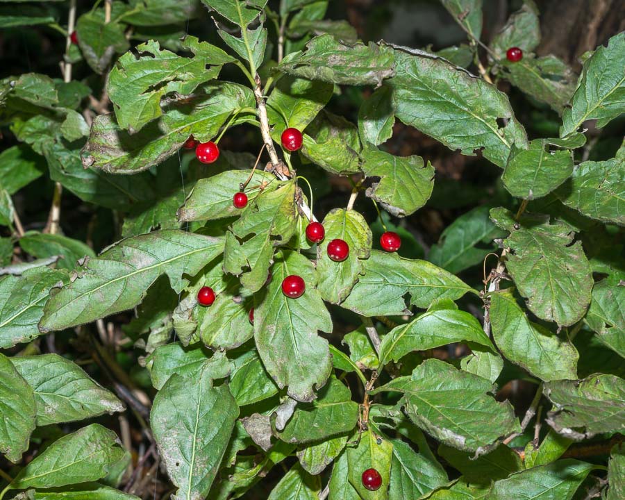 Lonicera alpigena / Madreselva alpina