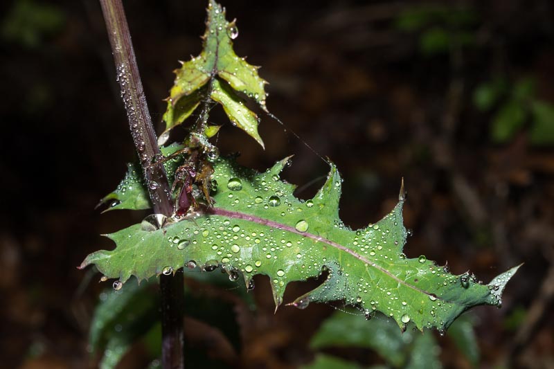 Sonchus cfr. oleraceus (Asteraceae)