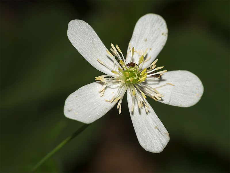 Fiore bianco in faggeta - Ranunculusi platanifolius