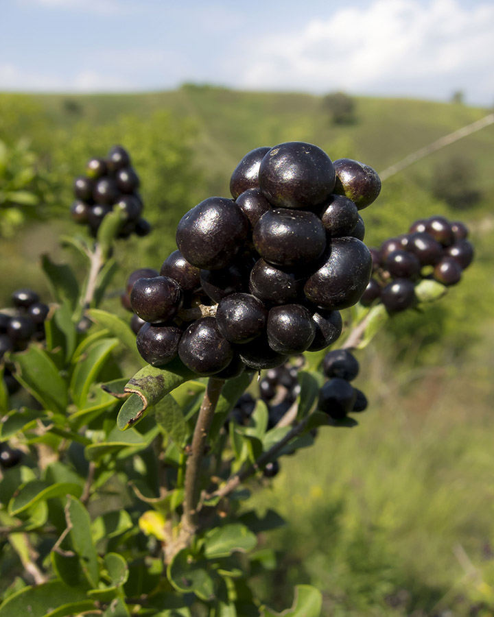 Cespuglio in area di calanchi: Ligustrum vulgare italicum (Oleaceae)