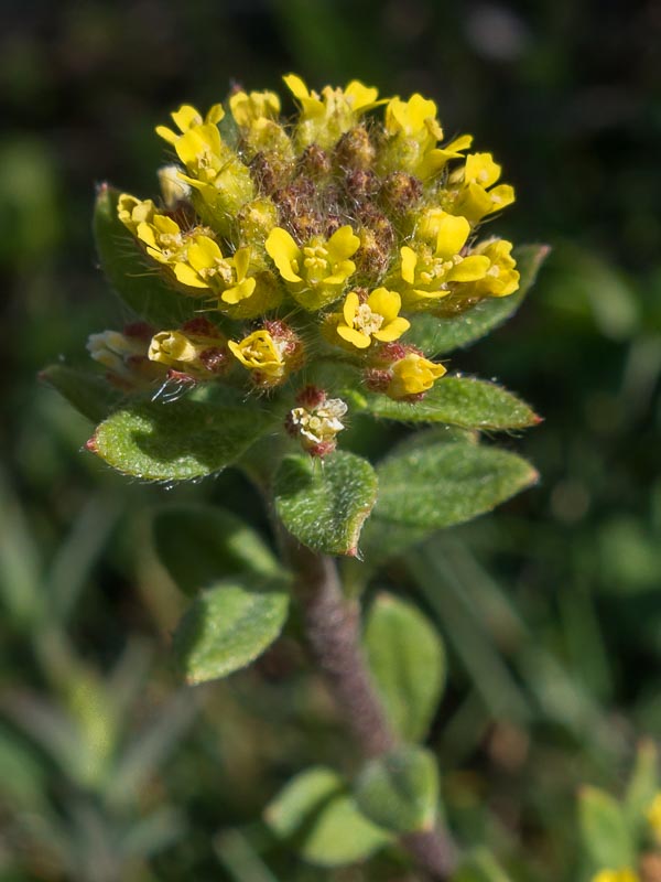 Alyssum simplex (=Alyssum campestre) / Alisso campestre