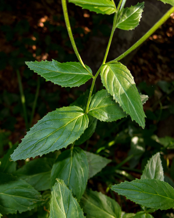 In faggeta - Epilobium cfr. montanum (Onagraceae)