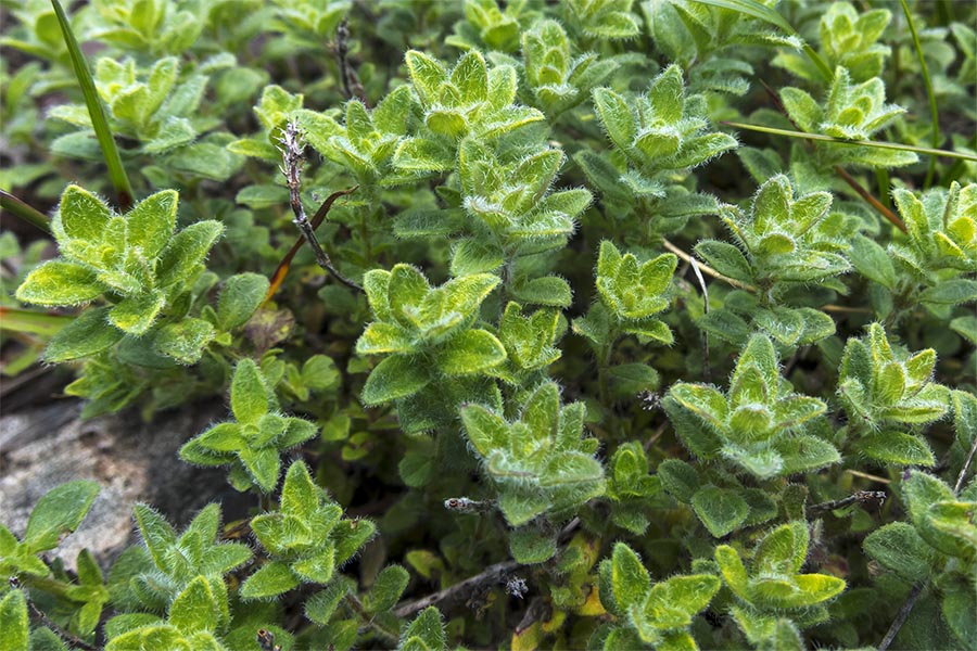 Pianta aromatica su roccia - Thymus cfr. praecox