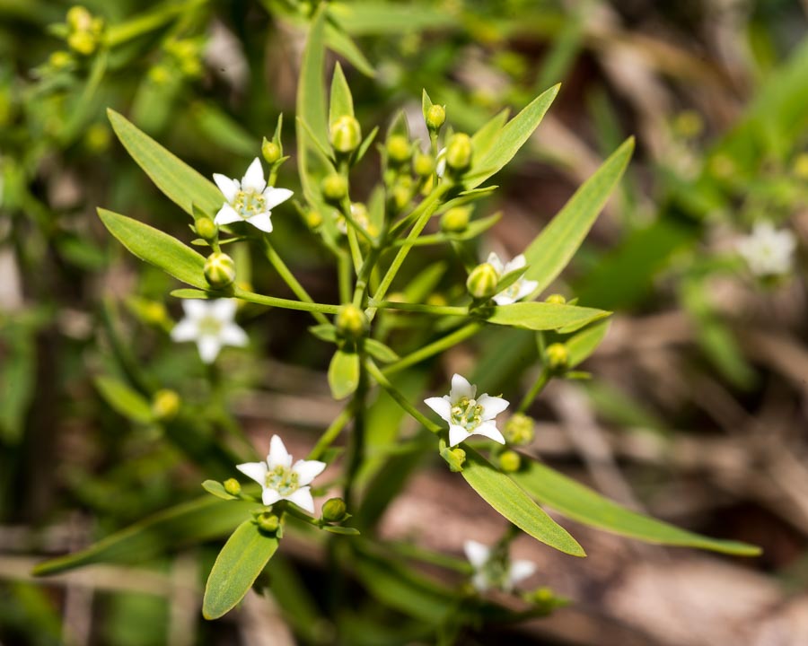 Thesium linophyllon