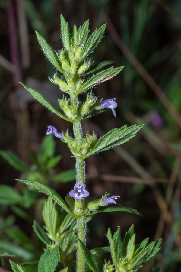 Ziziphora acinos (=Clinopodium =Acinos arvensis) / Acino annuale