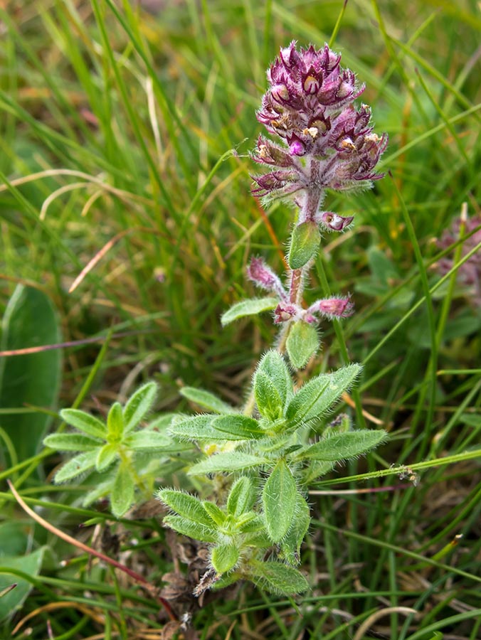 Pianta aromatica su roccia - Thymus cfr. praecox