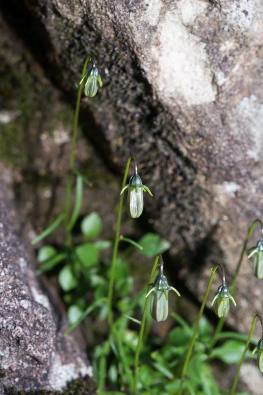 Su roccia umida - Campanula cochleariifolia