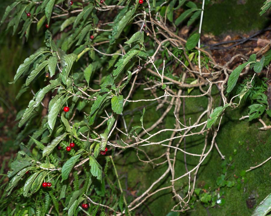 Lonicera alpigena / Madreselva alpina