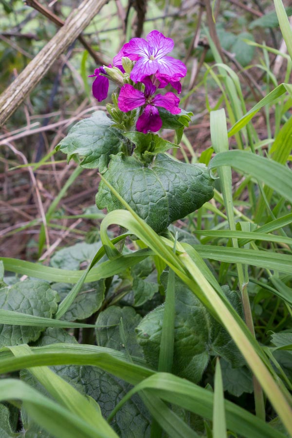 Lunaria annua (Brassicaceae)