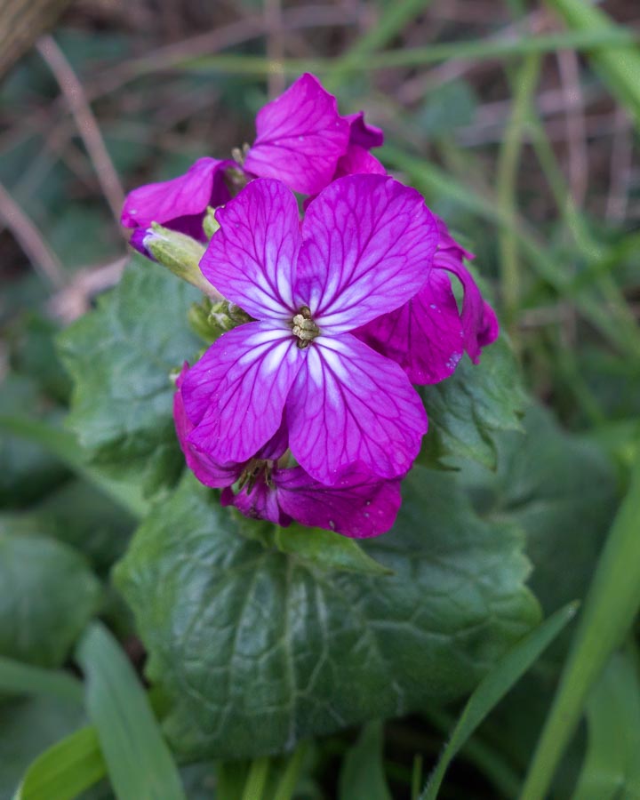 Lunaria annua (Brassicaceae)