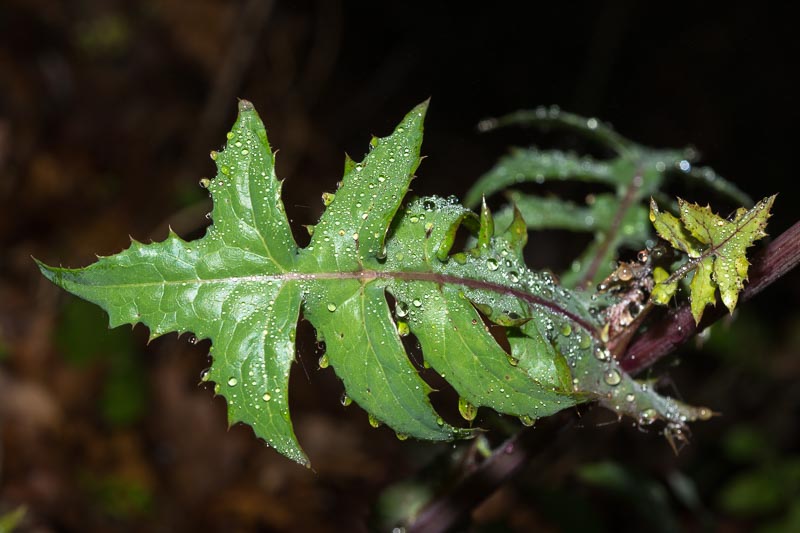 Sonchus cfr. oleraceus (Asteraceae)