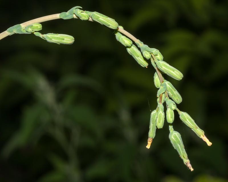 Lactuca sativa subsp. serriola