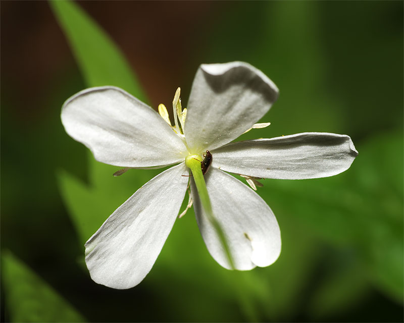 Fiore bianco in faggeta - Ranunculusi platanifolius