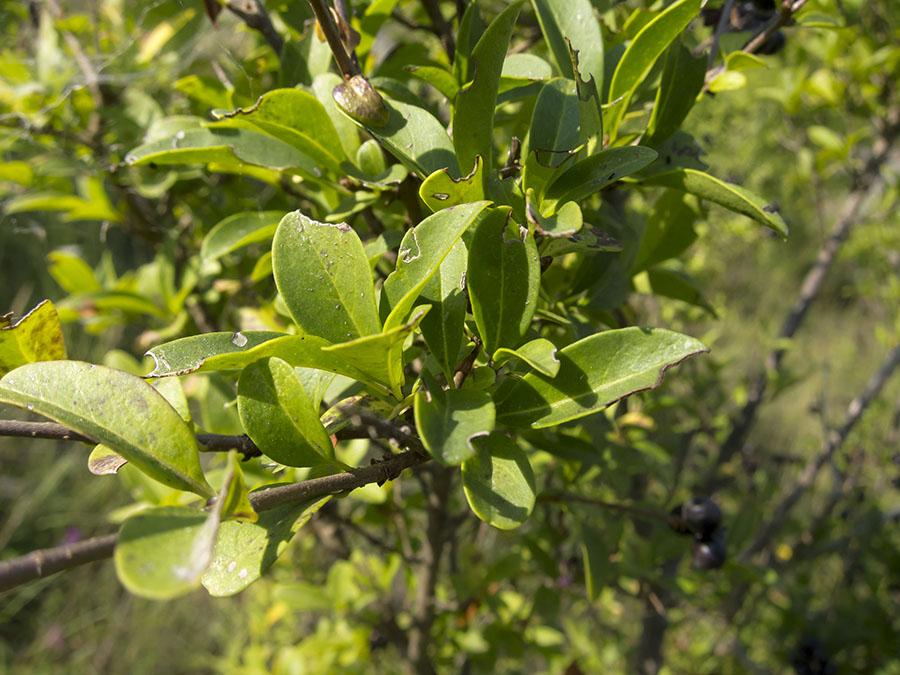 Cespuglio in area di calanchi: Ligustrum vulgare italicum (Oleaceae)