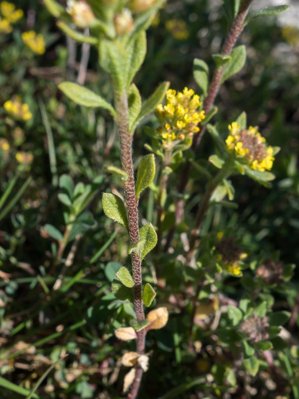 Alyssum simplex (=Alyssum campestre) / Alisso campestre