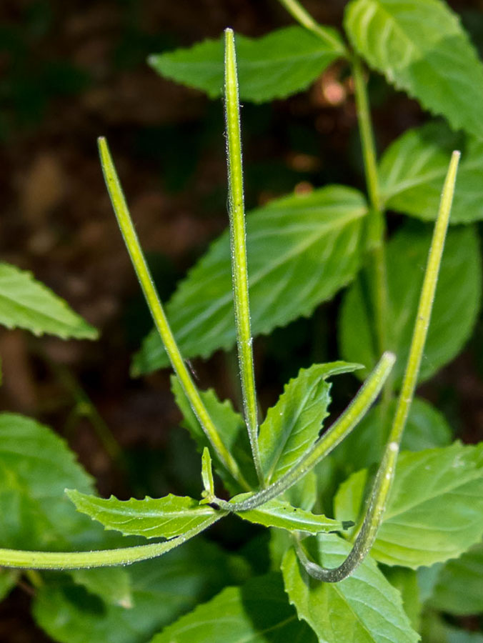 In faggeta - Epilobium cfr. montanum (Onagraceae)