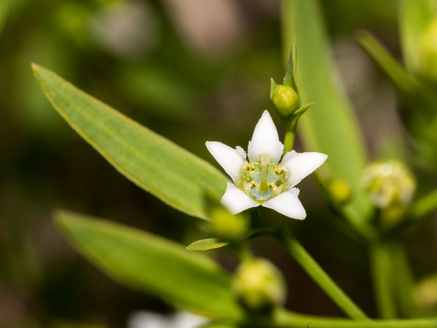 Thesium linophyllon