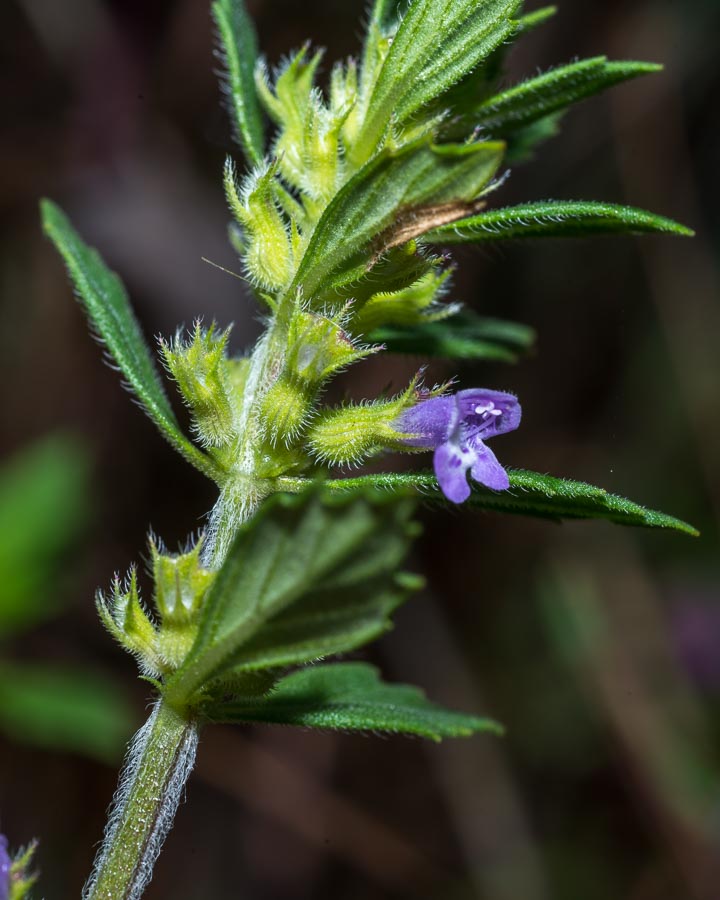 Ziziphora acinos (=Clinopodium =Acinos arvensis) / Acino annuale