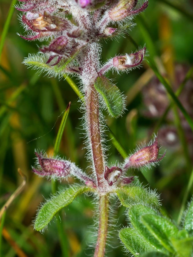 Pianta aromatica su roccia - Thymus cfr. praecox