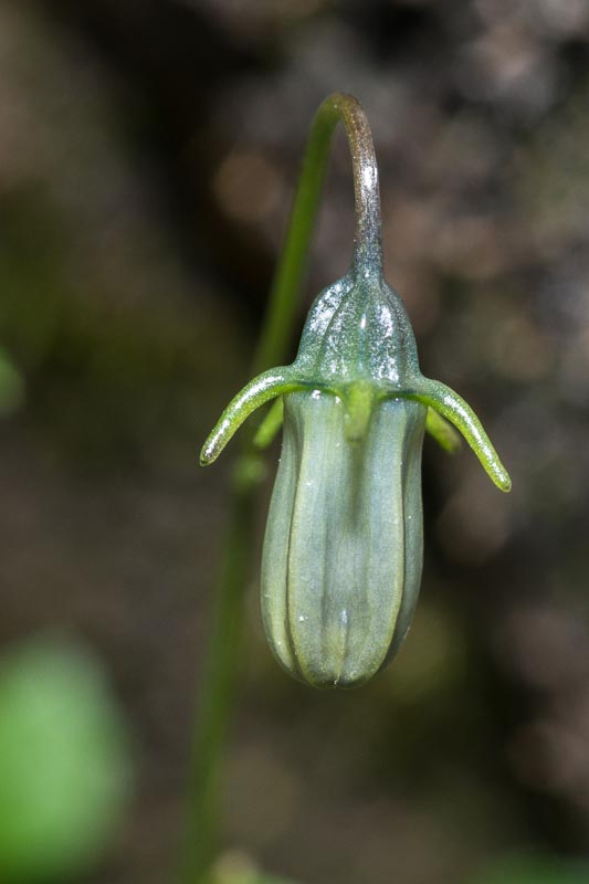 Su roccia umida - Campanula cochleariifolia