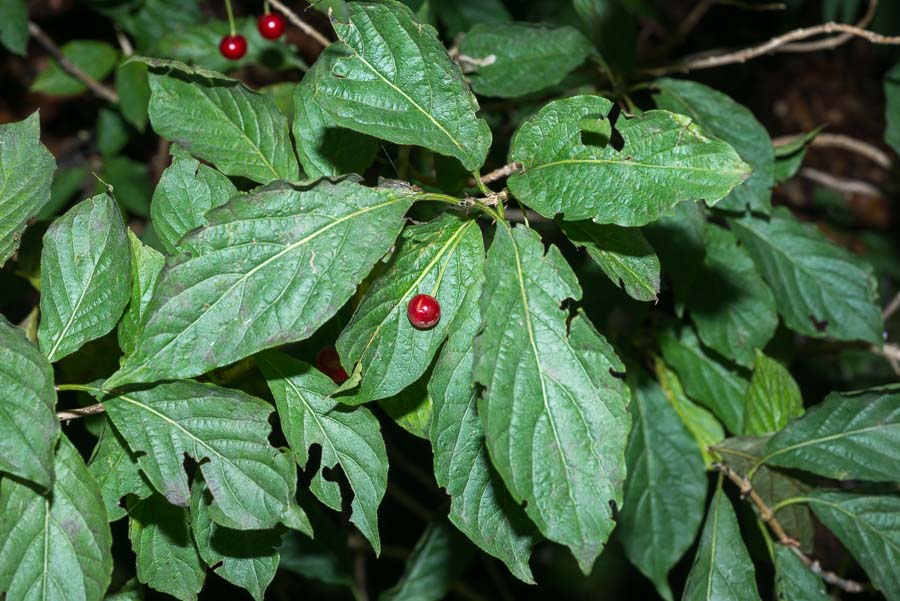 Lonicera alpigena / Madreselva alpina