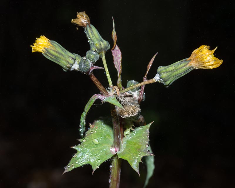 Sonchus cfr. oleraceus (Asteraceae)