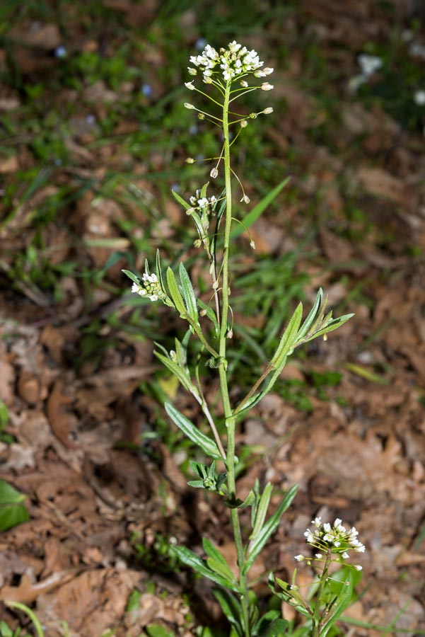 Capsella bursa-pastoris (Brassicaceae)