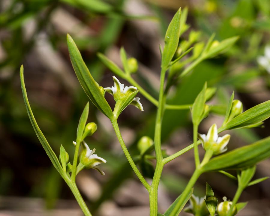 Thesium linophyllon