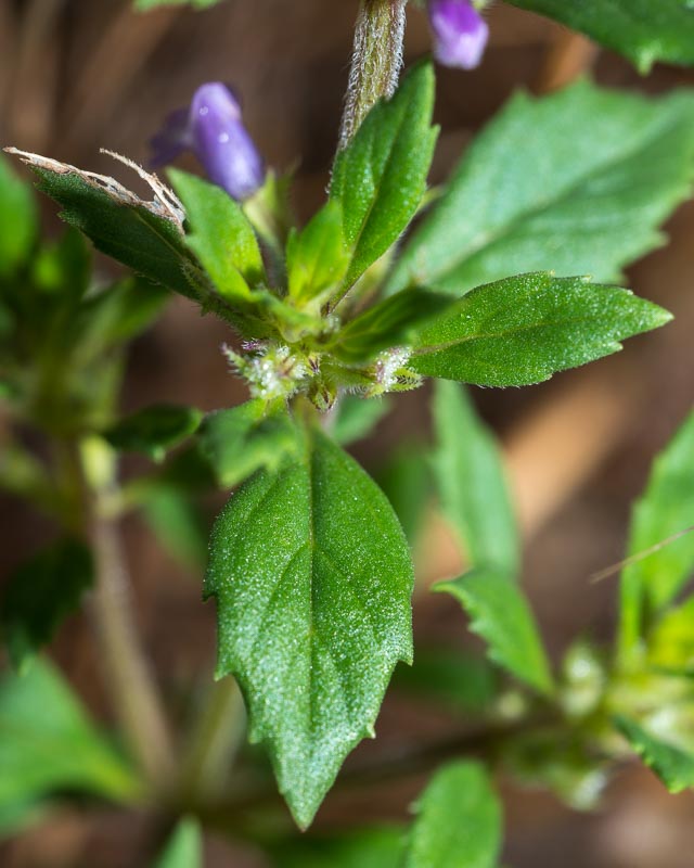 Ziziphora acinos (=Clinopodium =Acinos arvensis) / Acino annuale