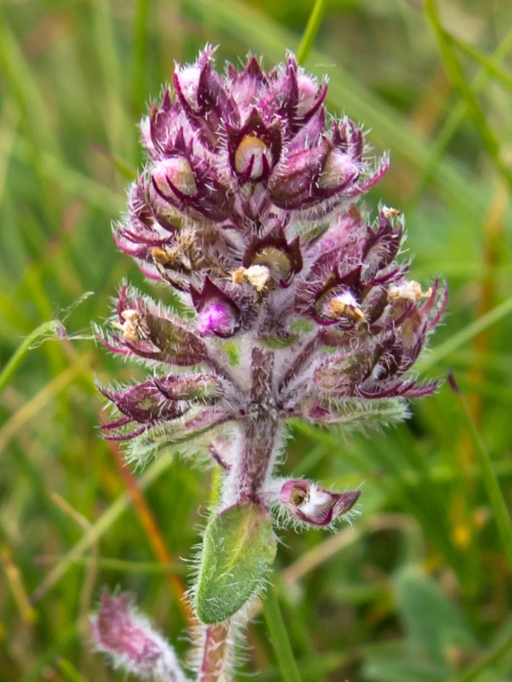 Pianta aromatica su roccia - Thymus cfr. praecox