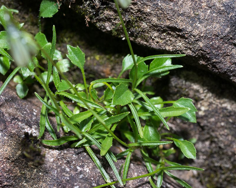 Su roccia umida - Campanula cochleariifolia