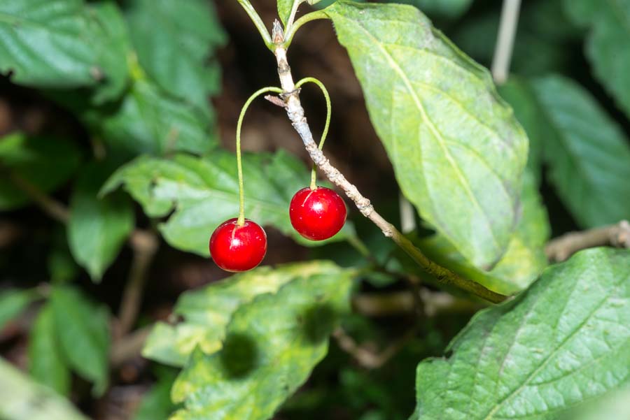 Lonicera alpigena / Madreselva alpina