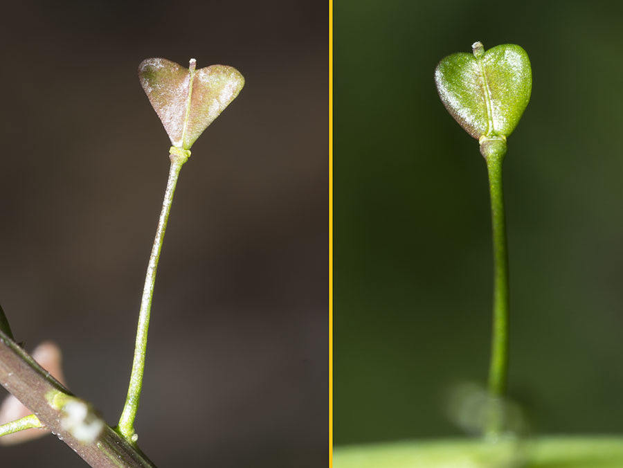 Capsella bursa-pastoris (Brassicaceae)