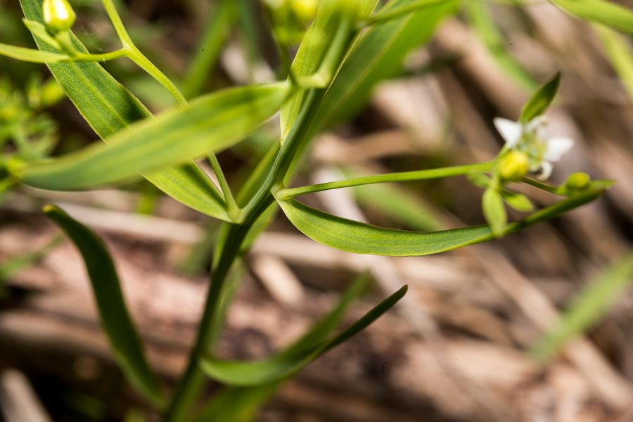 Thesium linophyllon